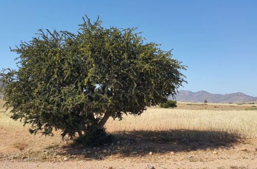 Das Arganöl aus Marokko